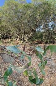 Image result for Olinia rochetiana