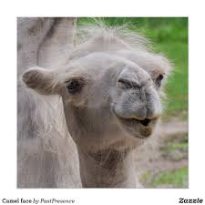 3.0 give an account of; Pin On Llama S And Alpaca S