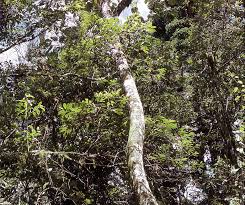 Image result for Lepidotrichilia volkensii