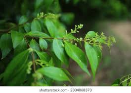 Image result for Strychnos usambarensis