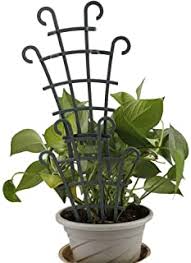 What is plant sunburn & how can it be avoided? Amazon Com Small Trellis For Potted Plants