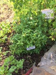 How much cilantro paste equals fresh cilantro? Cilantro Substitutes Or Similars Finegardening