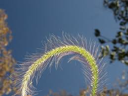 Image result for Perotis patens