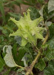 Image result for Harpagophytum zeyheri