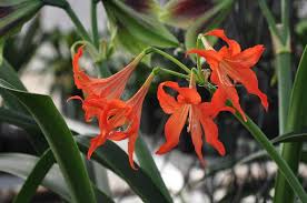 Image result for Hippeastrum sp. cultivars