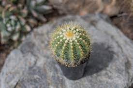 Get dunked on inspired by: Balloon Cactus Wonderful Pop Of Yellow On Yellow