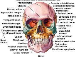 Lecture 9 Axial Skeleton I Anatomy Bones Medical Anatomy Anatomy