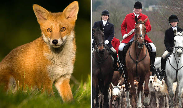 Scotland's fox hunting ban is being flouted according to MP investigations | UK | News | Express.co.uk