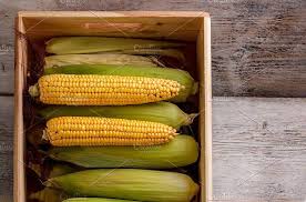 Fresh Raw Corn Corn On Cob Corn Organic Produce