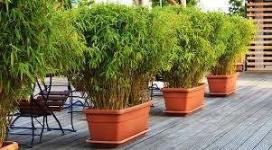 It sounds weird, but you need to let new bamboo grow. Bamboos