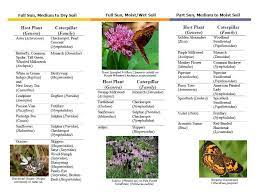 Large clusters of flat, creamy white, flowers open in june and last for many weeks. Central Missouri Native Host Plants For Butterflies Songbird Station