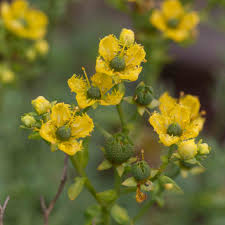 Image result for Rutaceae