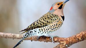 When they fly you'll see a flash of color in the wings. Northern Flicker