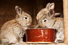 Others might also contain oil or. What Foods Can Kill A Rabbit Petsial
