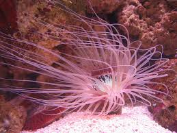 Salah satunya adalah tumbuhan paku. Anemon Atau Bunga Laut Anemon Laut Karang Ubur Ubur Atau Bunga Laut