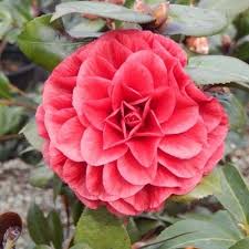 Camellia Japonica Bella Jinhua Or Red Leaf Bella Leaves Are Burgundy Red For Months Before Turning Light Green W Black Streaks Camellia Flowers Japonica