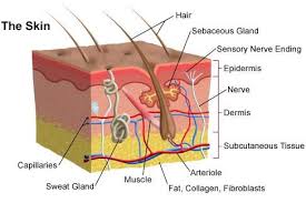 The Integumentary System Skin Hair And Nails This Pic Is A Cross Section Of Skin Skin Anatomy Skin Science Skin Structure