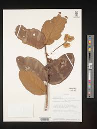 Image result for Combretum pisoniiflorum