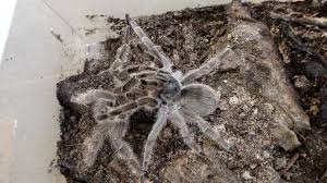 Tarantulas can be very unpredictable and a drop from a few inches can rupture the abdomen and your tarantula will. Hundreds Of Tiny Montserrat Tarantulas Hatch In Zoo Bbc News