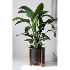 Xxl Mid Century Modern Planter With Manhattan Plant Stand Etsy In 2020 Mid Century Modern Planter Modern Planters Floor Plants