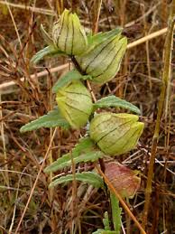 Image result for Rhinacanthus xerophilus