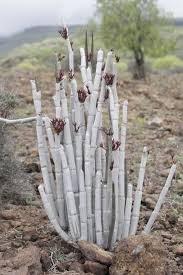 Image result for Ceropegia conrathii