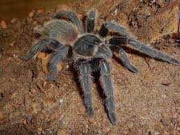 Image result for Leptoderris harmsiana