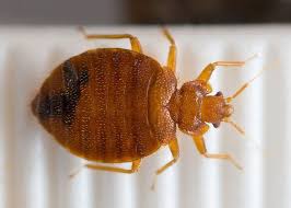 Bedroom Guardian Reviews 2020 Does It Really Work Bed Bug Bites