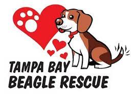 Looking for shichon puppies for sale? Welcome To Tampa Bay Beagle Rescue