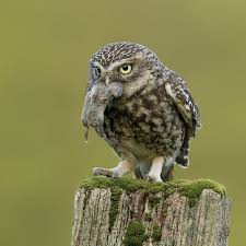 Birds That Start With Bu Little Owl Owl Owl Photos Owl Pictures