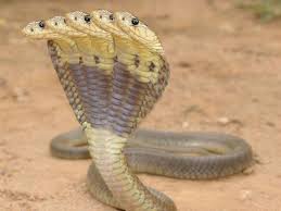 Cobra And King Cobra Snake Wallpapers 02 King Cobra Snake Cobra Snake Snake