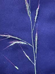 Image result for Oryza longistaminata