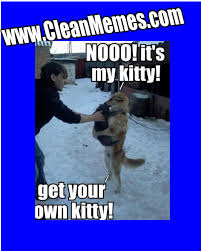 600 x 600 jpeg 80 кб. Funny Cat And Dog Memes Clean Viral Memes