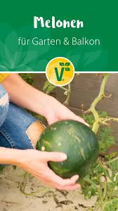 Melonensorten Fur Den Eigenen Anbau Video Garten Anpflanzen Melonen Melonen Pflanzen