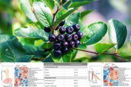 Image result for Bergia capensis