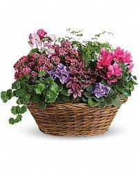 Check spelling or type a new query. Simply Chic Mixed Plant Basket In Southampton Pa Domenic Graziano Flowers