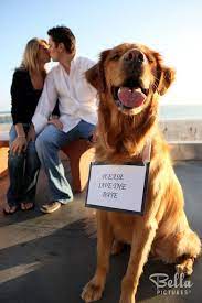 7 Fun Ways To Include Your Pet In Your Wedding Day Wedpics Blog Wedding Pets Wedding Pictures Save The Date Photos