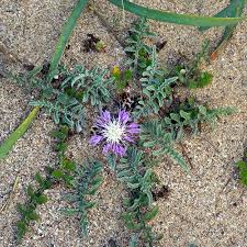 Image result for Centaurea praecox
