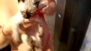 Gatos xxx