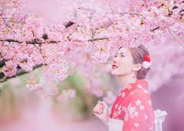 Japan Cherry Blossom 2022 Forecast When Where To See Sakura In Japan Live Japan Travel Guide Japan Cherry Blossom Cherry Blossom Festival Cherry Blossom Japan