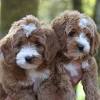 Brasken labradoodles has many labradoodles for sale here on the central coast of california. 3