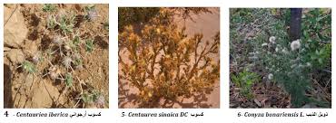 Image result for Caroxylon littoralis