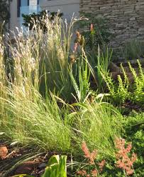 Image result for Andropogon eucomus