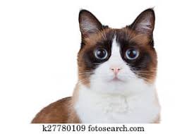 Kedi Snowshoe Cat Kedi Yavrusu Hazir Goruntuler 122 Kedi Snowshoe Cat Kedi Yavrusu Fotograflar Fotosearch