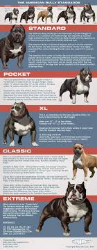 5 Types Of American Bully Dog Breeds American Bully Daily