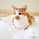 [Cat] Korean Short Hair by NightFury2020 on DeviantArt