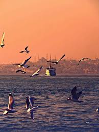 Foto Ali Ulvi Tutkun Turkiye Istanbul Turkiye Doga