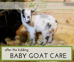 After The Kidding Baby Goat Care Feather And Scale Farm