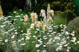 Kate Gould For Greenfingers At Rhs Chelsea 2019 Plants English Garden Hardy Plants