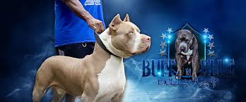 Home of the largest, most beautiful, thickest bone and well structured xl bullies we are a small kennel located in houston texas, breeding the highest quality of xl and xxl bully style american pit bulls. Best Bully Breeder Premium Xl Xxl Bullies In Fort Mitchell Al